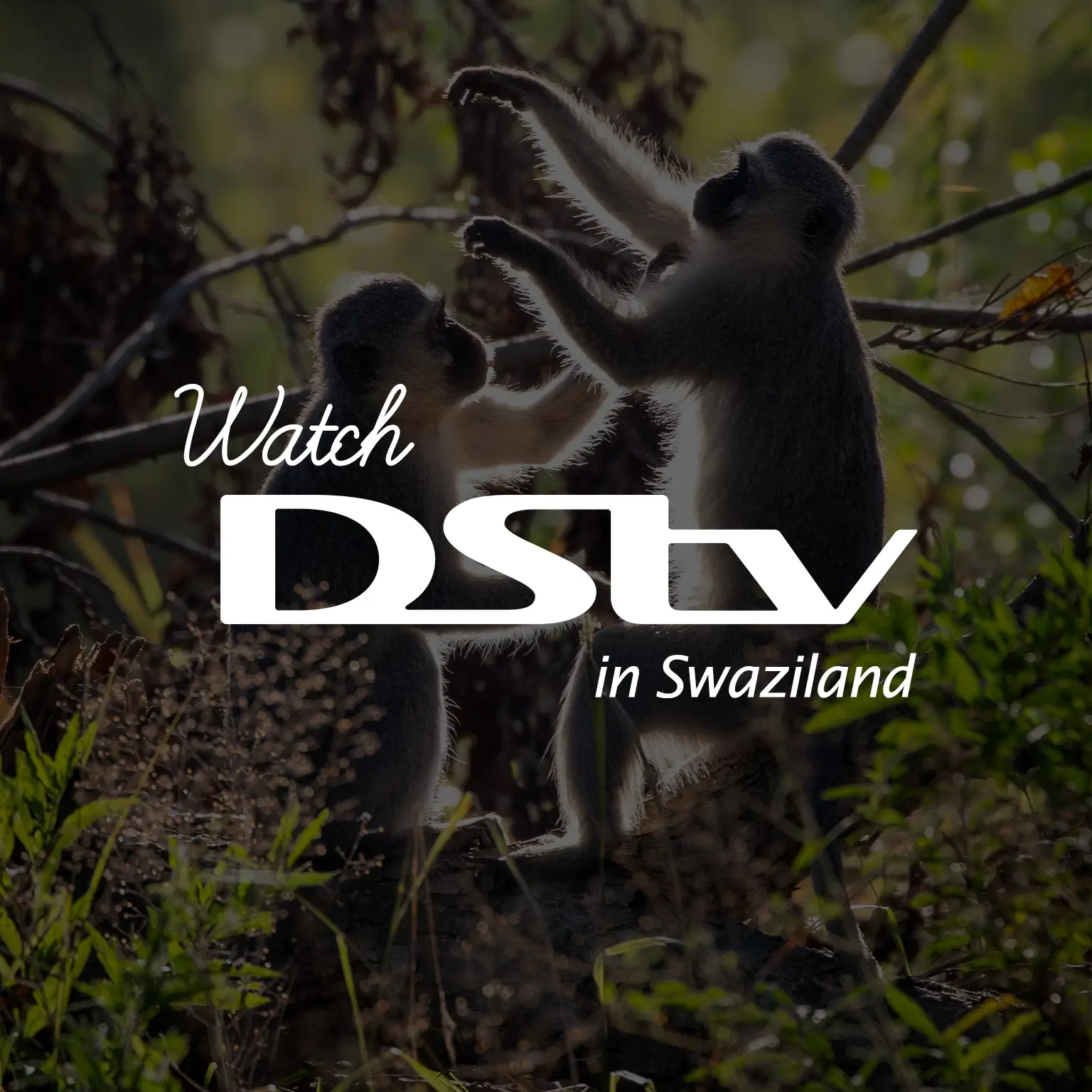 Watch DStv in Swaziland